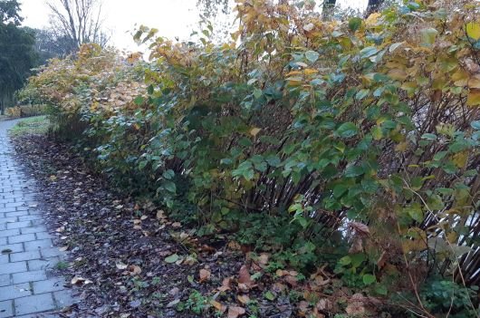 Praktijkvoorbeeld  1 Aziatische duizendknoop in stedelijk gebied